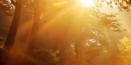 the sun shining through some trees and shrubs