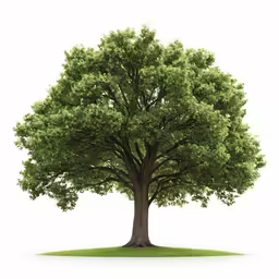 the giant green tree is very large