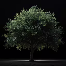 a large tree in the middle of a dark ground