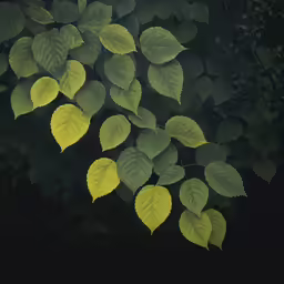 green leaves in a dark background, with light coming from them