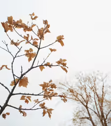 the branch of the leafy tree in fall, against a pale sky