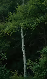 a very tall tree next to a forest