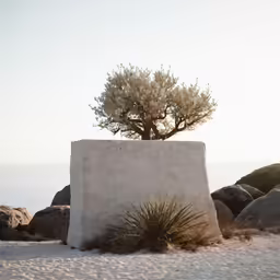 a lone tree grows out of the rock wall