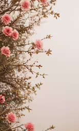 flowers bloom on the branches of a tree