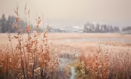 an empty road sits by tall grass and a field