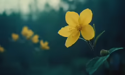 yellow flowers with small green leaves in the foreground