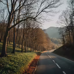 a deserted road with many trees along it
