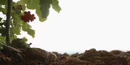 grapes grow on the vine, in a farmyard