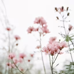 closeup of a bunch of pink flowers