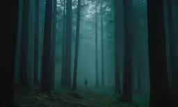 the light at the base of a forest has only been photographed