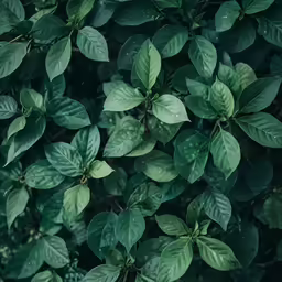 the leaves and branches of an evergreen tree