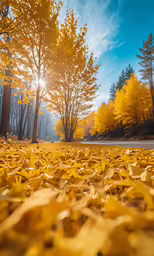 a road surrounded by fall leaves and yellow trees