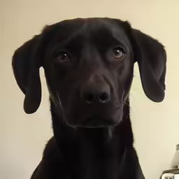 a black dog with red eyes looks over the edge of the table
