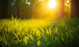 the sun shining through the trees in a field