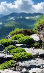 plants are growing in rocks and near a mountain range