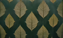 two photos one is of leaves and the other is from a photo