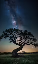 a tree sits in front of the milky