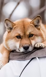 a dog sleeps atop the back of a human