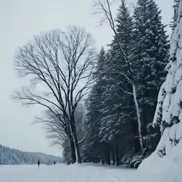 some people are cross country skiing in a snow covered field