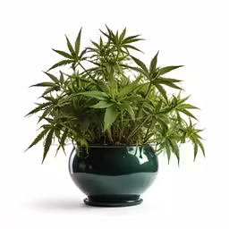 the plant is growing in the green vase