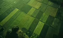 an aerial view of green wood grain growing