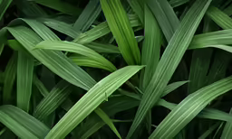 a close up shot of some green leaves