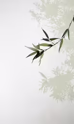 a leafy branch with water reflection and white wall