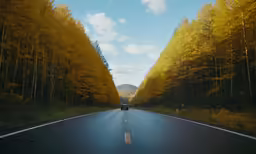 car driving through an empty road in the forest