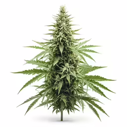 an over grown cannabis is growing in this picture