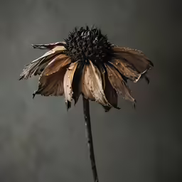a brown flower is on a black stalk