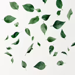 lots of leaf flying together in the sky