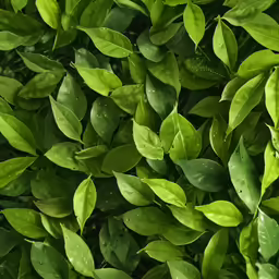 some leaves are covering some plant with water droplets