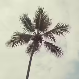 a tall palm tree against a cloudy sky