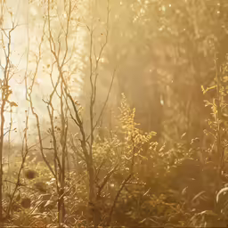 sunlight shining through leaves onto a tree