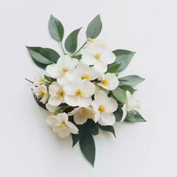 white flowers with green leaves on a white surface
