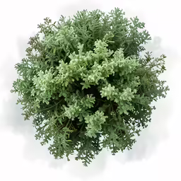 a green bush with small white flowers on top