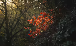 an orange flower blooming on a tree in the woods