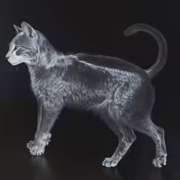 a very large furry cat standing on the ground