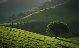 a lone tree stands in a large grassy field