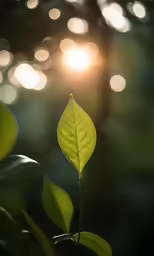 a leaf is growing up the stem of the plant