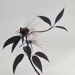a close up shot of a flower that is on the branch