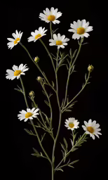 close up image of white daisies on a black background