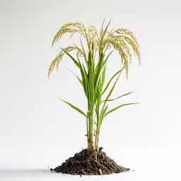 a tall plant growing out of the soil
