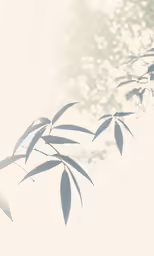 a bamboo plant is silhouetted against the light of the sunlight