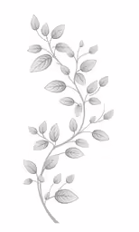 a branch with leaves in the center on a white background