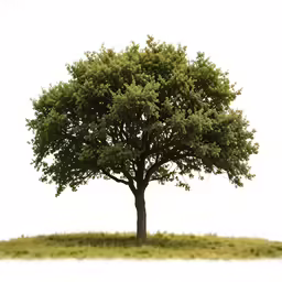the large tree is growing on an almost barren area