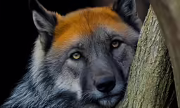 close up of grey and orange wolf looking down