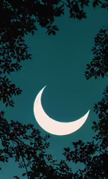 crescent moon and leaves with stars in night sky
