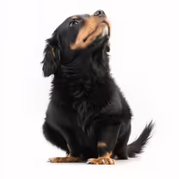 the black and tan dog is looking up at something