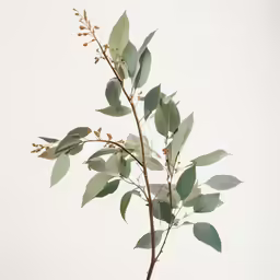 branch with green leaves on white background with room for text